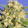 Cannabis seed variety Auto Demolisher Feminised Gold