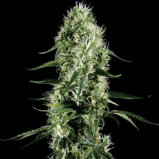 Auto Super Silver Haze Feminised Silver