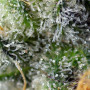 Cannabis seeds INDIGO BERRY KUSH® from Sweet Seeds