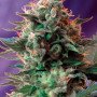 Cannabis seeds JACK 47® from Sweet Seeds
