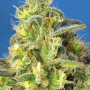 Cannabis seeds JACK 47 XL AUTO® from Sweet Seeds
