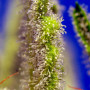 Cannabis seeds MOHAN RAM AUTO® from Sweet Seeds