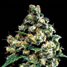 Jack Herer Feminised Gold