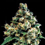 Cannabis seed variety Jack Herer Feminised Gold