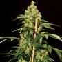 Cannabis seed variety Jack Herer Feminised Gold