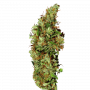 Сорт семян каннабиса Jamaica Sativa