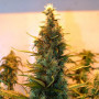 Cannabis seed variety Auto Lowryder2 Silver regular