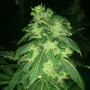 Cannabis seed variety K-Train Feminised Silver