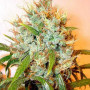 Cannabis seed variety Auto Kali Mist Feminised Gold