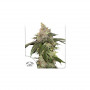 Cannabis seeds KEROSENE KRASH® from Dutch Passion