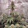 Cannabis seeds KEROSENE KRASH® from Dutch Passion