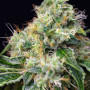 Cannabis seeds KILLER KUSH F1 FAST VERSION® from Sweet Seeds