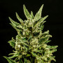 Cannabis seed variety Kritic Auto