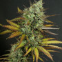 Cannabis seed variety Kritic Auto