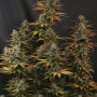 Cannabis seed variety Kritic Auto