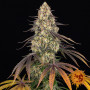 Cannabis seeds KUSH MINTZ from Barney's Farm