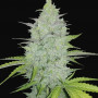 Cannabis seeds Original CHEESE Auto from Fast Buds