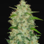 Cannabis seeds Original CHEMDAWG Auto from Fast Buds