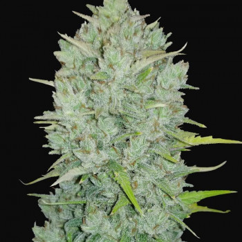Original NORTHERN LIGHTS Auto