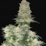 Cannabis seeds Wedding CHEESECAKE_FF from Fast Buds