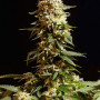 Cannabis seed variety La Blanca