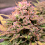 Сорт семян каннабиса Auto Lemon Zkittlez