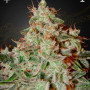 Cannabis seed variety Lemon Skunk Feminised Gold