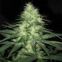 Cannabis seed variety Auto Lowryder2 Silver regular