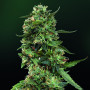 Cannabis seed variety LSD Feminised Gold