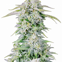 Original AFGHAN KUSH Auto