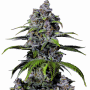 Cannabis seeds Purple LEMONADE FF from Fast Buds