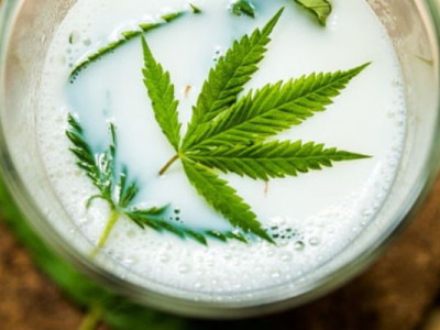What is managa and how to brew hemp milk