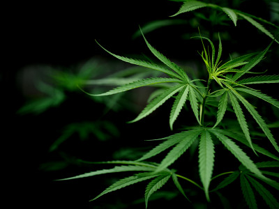 Запах растущей конопли видео плантация марихуаны
