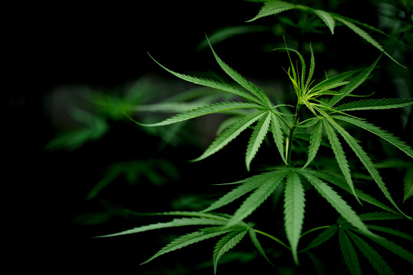 Как вырастить хороший урожай конопли марихуана артериальное давление