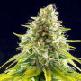 Cannabis seed variety Mataro Blue