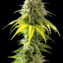 Cannabis seed variety Mataro Blue