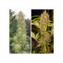 Cannabis seeds MAZAR® from Dutch Passion