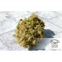 Cannabis seeds MAZAR® from Dutch Passion
