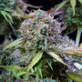 Семена конопли Original AUTO TRAINWRECK от Fast Buds