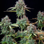 Семена конопли Original AUTO TRAINWRECK от Fast Buds