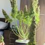 Cannabis seeds Original AUTO NORTHERN LIGHTS from Fast Buds
