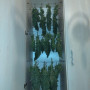 Cannabis seeds Original AUTO MOBY DICK from Fast Buds