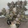 Семена конопли Original AUTO BIG BUD от Fast Buds