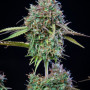 Семена конопли Original AUTO TRAINWRECK от Fast Buds