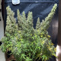 Cannabis seeds Original AUTO NORTHERN LIGHTS from Fast Buds