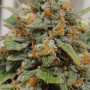 Cannabis seeds Original SKUNK Auto from Fast Buds