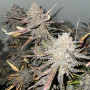 Семена конопли Original AUTO BIG BUD от Fast Buds