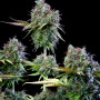 Семена конопли Original AUTO TRAINWRECK от Fast Buds