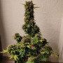 Насіння конопель Original AUTO WHITE WIDOW від Fast Buds