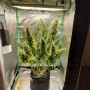Cannabis seeds Original AUTO MOBY DICK from Fast Buds